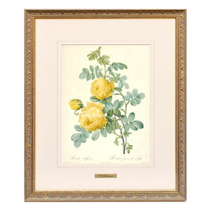 絵画 インテリア ルドゥーテ ローズ 絵額 複製画 『 バラ図譜 』 ロサ スルフレア 絵画 花 絵画 額入り 絵画 バラ 薔薇雑貨 輸入雑貨 インテリア 雑貨 アンティーク おしゃれ アンティーク