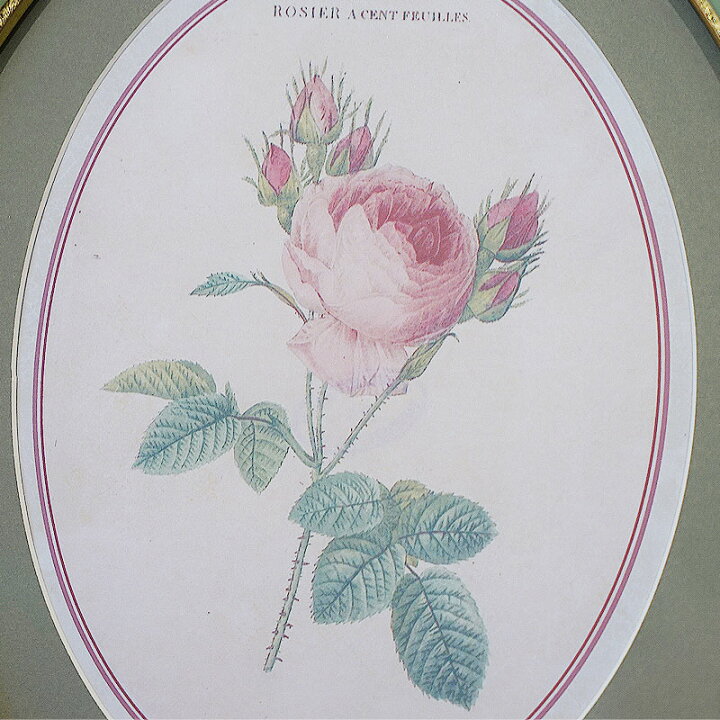 楽天市場】絵画 インテリア ルドゥーテ 薔薇 花 額絵 楕円 Bタイプ 
