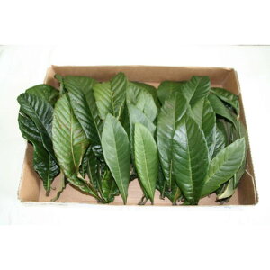 _ f̗tiт̗tj300gif̐t30`40jyE啪Yz ftT2 iꕔnj ܕsgp s т|CgȂ