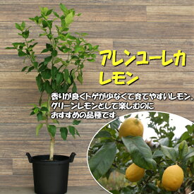 楽天市場 果物の苗物 収穫時期冬 苗物 ガーデニング 農業 花 ガーデン Diyの通販