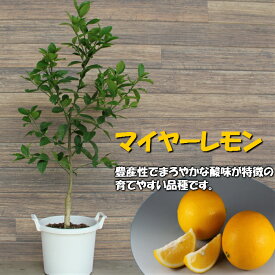 楽天市場 レモン 苗 種類 植物 レモン の通販