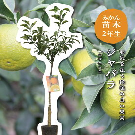 じゃばら ジャバラ 【特等2年生苗木】 苗木 みかんの木 接木苗 みかん 5号 ポリポット (直径15cm) シンボルツリー 庭木 植木 木 常緑樹 鉢植え ベランダ 柑橘 贈り物 ギフト プレゼント 新築祝い 出産祝い 誕生日 ガーデニング 家庭菜園