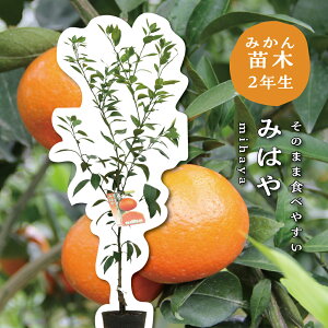 ݂͂ y2Nc؁z c ݂̖ ږؕc ݂ 5 ||bg (a15cm) V{c[  A  Ύ A x_ k 蕨 Mtg v[g Vzj oYj 