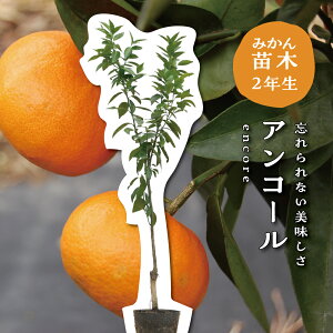 yyVX[p[SALEԌ艿i!!z AR[y2Nc؁z c ݂̖ ږؕc ݂ 5 ||bg (a15cm) V{c[  A  Ύ A x_ k 蕨
