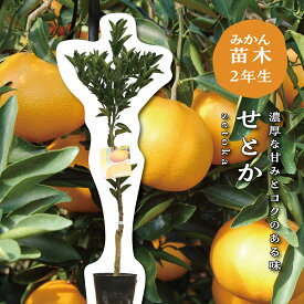 せとか【特等2年生苗木】 苗木 みかんの木 接木苗 みかん 5号 ポリポット (直径15cm) シンボルツリー 庭木 植木 木 常緑樹 鉢植え ベランダ 柑橘 贈り物 ギフト プレゼント 新築祝い 出産祝い 誕生日 ガーデニング 家庭菜園