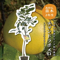 楽天市場】チャンドラ ポメロの通販