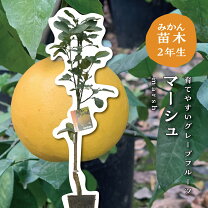 楽天市場】グレープフルーツ 苗の通販