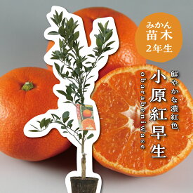 小原紅早生 【特等2年生苗木】 苗木 みかんの木 接木苗 みかん 5号 ポリポット (直径15cm) シンボルツリー 庭木 植木 木 常緑樹 鉢植え ベランダ 柑橘 贈り物 ギフト プレゼント 新築祝い 出産祝い 誕生日 ガーデニング 家庭菜園