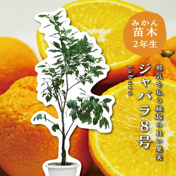 植木業販オレンジ みかん 不知火 デコポン樹高0.3m前後9cmポット【10本 