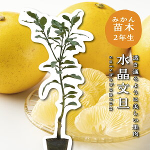 U y2Nc؁z c ݂̖ ږؕc ݂ 5 ||bg (a15cm) V{c[  A  Ύ A x_ k 蕨 Mtg v[g Vzj oYj