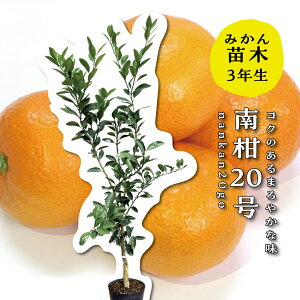 승20 c y3Nc؁z c ݂̖ ږؕc ݂ 6 ||bg (a18cm) V{c[  A  Ύ A x_ k 蕨 Mtg v[g Vzj o