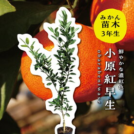 小原紅早生 大苗 【特等3年生苗木】 苗木 みかんの木 接木苗 みかん 6号 ポリポット (直径18cm) シンボルツリー 庭木 植木 木 常緑樹 鉢植え ベランダ 柑橘 贈り物 ギフト プレゼント 新築祝い 出産祝い 誕生日 ガーデニング 家庭菜園