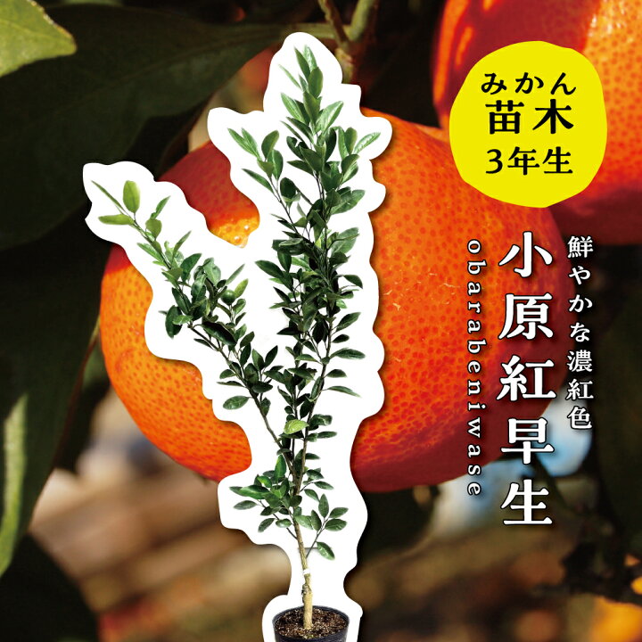 楽天市場】【Soilプレゼント中！】小原紅早生 大苗 【特等3年生苗木 