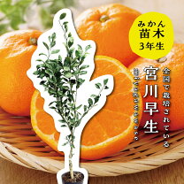 楽天市場】宮川早生 苗木の通販