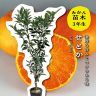 せとか 大苗 【特等3年生苗木】 苗木 みかんの木 接木苗 みかん 5号 ポリポット (直径15cm) シンボルツリ…