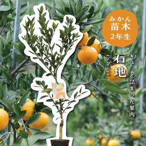 Βn y2Nc؁z c ݂̖ ږؕc ݂ 5 ||bg (a15cm) V{c[  A  Ύ A x_ k 蕨 Mtg v[g Vzj oYj a