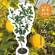 トゲなしレモン 苗木 レモンの木 接木苗 8号プラスチック製ポット (直径24cm) 苗 シンボルツリー 庭木 植…