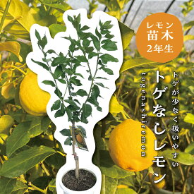 トゲなしレモン 苗木 レモンの木 接木苗 8号プラスチック製ポット (直径24cm) 苗 シンボルツリー 庭木 植木 木 記念樹 家庭菜園 贈り物 ギフト プレゼント 新築祝い 出産祝い ガーデニング 常緑樹 鉢植え