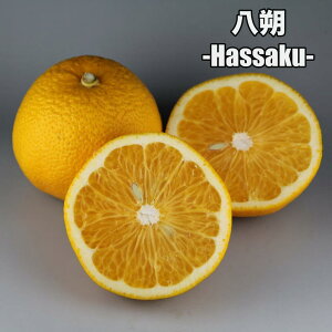 yyVX[p[SALEԌ艿i!!z  y2Nc؁z c ݂̖ ږؕc ݂ 5 ||bg (a15cm) V{c[  A  Ύ A x_ k 蕨 Mt
