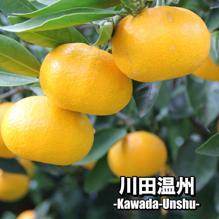 楽天市場】【予約割引100円OFF】 川田温州 【特等2年生苗木】 苗木 