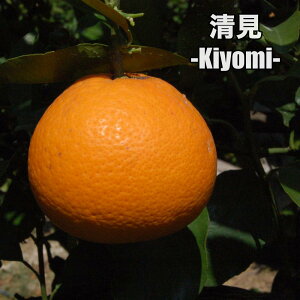  y2Nc؁z c ݂̖ ږؕc ݂ 5 ||bg (a15cm) V{c[  A  Ύ A x_ k 蕨 Mtg v[g Vzj oYj a