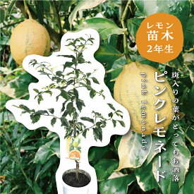 ピンクレモネード 斑入り レモン 苗木 レモンの木 接木苗 8号プラスチック製ポット 苗 シンボルツリー 庭木 植木 木 記念樹 家庭菜園 贈り物 ギフト プレゼント 新築祝い 出産祝い ガーデニング 常緑樹 鉢植