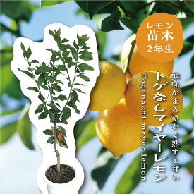 【10月発送予約商品】 トゲなしマイヤーレモン レモンの木 レモン 苗木 接木 8号ポット(直径24cm) 苗 棘なし トゲ無 シンボルツリー 庭木 植木 木 記念樹 家庭菜園 贈り物 ギフト プレゼント 新築祝い 出産祝い ガーデニング