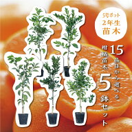 みかん 【特等2年生苗木】 苗木 柑橘 苗 選べる5鉢セット ゆら 小原紅早生 不知火 デコポン せとか 津之…