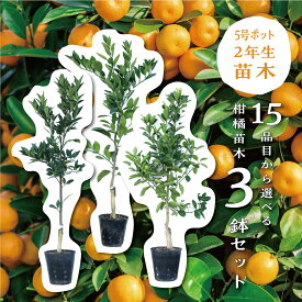 【10月発送予約商品】 みかん 【特等2年生苗木】 苗木 柑橘 苗 選べる3鉢セット ゆら 小原紅早生 不知火 デコポン せとか 津之輝 カラマンシー 日南1号 宮川 石地 南柑20号 青島 寿太郎 タロッコ
