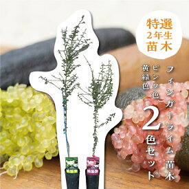 フィンガーライム 苗木 2色セット (果皮：茶色 果肉：ピンク色 & 果皮：緑色 果肉：黄緑色) 接木苗 4号ロング ポリポット(直径13cm) キャビアライム ブッシュキャビア シンボルツリー 庭木 植木 木 記念樹 家庭菜園 贈り物 ギ
