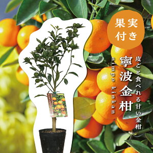 yyVX[p[SALEԌ艿i!!z  Jg ˂͋ j|E c ̖ c ږؕc 5||bg(a15cm) c ܂ V{c[  LO ƒ؉ 蕨 M