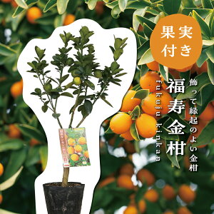 yyVX[p[SALEԌ艿i!!z    ̖ c ږؕc 5||bg(a15cm) c ܂ V{c[  LO ƒ؉ 蕨 Mtg v[g Vz