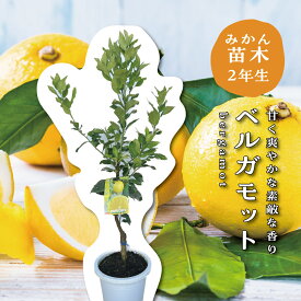 ベルガモット 苗木 2年生 ベルガモットの木 苗木 接木苗 8号鉢プラスチック製ポット 苗 シンボルツリー 庭木 記念樹 家庭菜園 贈り物 ギフト プレゼント 新築祝い 出産祝い ガーデニング 常緑樹 鉢植え 香水