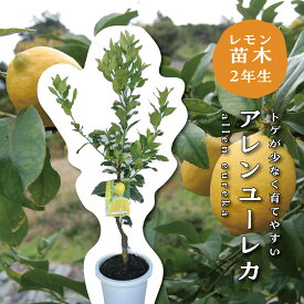 アレンユーレカ 苗木 レモンの木 レモン 苗木 接木苗 8号鉢ポット(直径24cm) 苗 シンボルツリー 庭木 記念樹 家庭菜園 贈り物 ギフト プレゼント 新築祝い 出産祝い 誕生日 ガーデニング 常緑樹 鉢植え