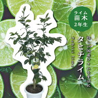 タヒチライム ライムの木 ライム 苗木 2年生 特選苗 接木苗 8号プラスチック製ポット ライムの苗 苗 シン…
