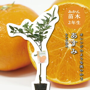  y2Nc؁z c ݂̖ ږؕc ݂ 5 ||bg (a15cm) V{c[  A  Ύ A x_ k 蕨 Mtg v[g Vzj oYj 
