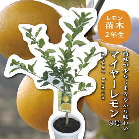 マイヤーレモン レモンの木 レモン 苗木 接木苗 8号ポット（直径24cm） 苗 シンボルツリー 庭木 植木 木 記念樹 家庭菜園 贈り物 ギフト プレゼント 新築祝い 出産祝い 誕生日 ガーデニング 常緑樹 鉢植え