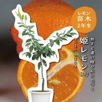 楽天市場】姫 レモンの通販