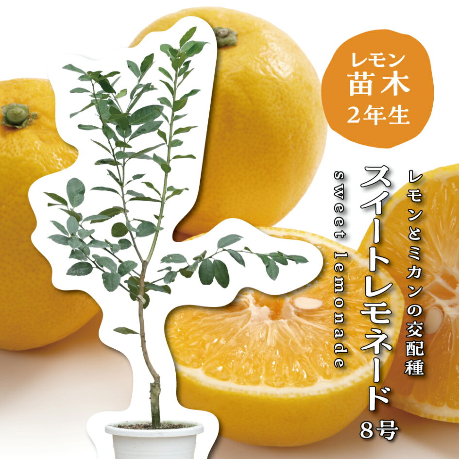 楽天市場 | 柑橘類の苗木専門店 キラリ - 父の日早期特典！