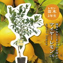 【Soilプレゼント中！】レモンの木 マイヤーレモン レモン 苗木 接木苗 5号ポリポット(直径15cm) 苗 シンボルツリー …