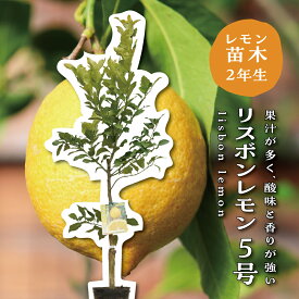 リスボン 苗木 レモンの木 レモン 苗木 接木苗 苗 シンボルツリー 庭木 記念樹 家庭菜園 贈り物 ギフト プレゼント 新築祝い 出産祝い ガーデニング 常緑樹 鉢植え
