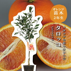 タロッコ 【特等2年生苗木】 苗木 みかんの木 接木苗 みかん 5号 ポリポット (直径15cm) シンボルツリー 庭木 植木 木 常緑樹 鉢植え ベランダ 柑橘 贈り物 ギフト プレゼント 新築祝い 出産祝い 誕生日 ガーデニング 家庭菜園