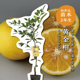 黄金柑 【特等2年生苗木】 苗木 みかんの木 接木苗 みかん 5号 ポリポット (直径15cm) シンボルツリー 庭木 植木 木 常緑樹 鉢植え ベランダ 柑橘 贈り物 ギフト プレゼント 新築祝い 出産祝い 誕生日 ガーデニング 家庭菜園