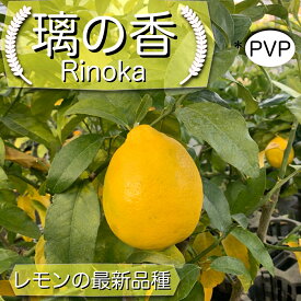 楽天市場 レモン 苗木の通販