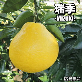 瑞季 【特等2年生苗木】 みずき 苗木 みかんの木 接木苗 みかん 5号 ポリポット (直径15cm) シンボルツリー 庭木 植木 木 常緑樹 鉢植え ベランダ 柑橘 贈り物 ギフト プレゼント 新築祝い 出産祝い 誕生日 ガーデニング 家庭菜園
