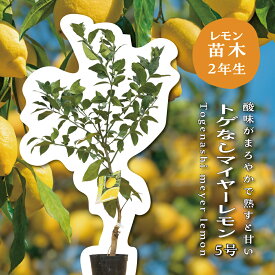 トゲなしマイヤーレモン レモンの木 レモン 苗木 接木 5号ポット(直径15cm) 苗 棘なし トゲ無 シンボルツリー 庭木 植木 木 記念樹 家庭菜園 贈り物 ギフト プレゼント 新築祝い 出産祝い ガーデニング