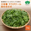 【5％OFFタイムセール！ 9日20:00〜16日1:59】 大容量 サラダケール 1kg詰め合わせ 野菜 ケール お得 スムージー 冷凍…