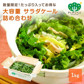 【10％OFFクーポン！ 4日20:00〜10日1:59】 大容量 サラダケール 1kg詰め合わせ 野菜 ケール お得 スムージー 冷凍保存可能 きらきらベジ ケール 業務用 大量