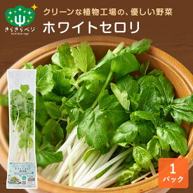 ★最大10%OFFクーポン★ 【デイリーランキング1位】きらきらベジ ホワイトセロリ 1パック セロリ 野菜