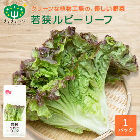 ★最大10%OFFクーポン★ 若狭ルビーリーフ 1パック きらきらベジ サニーレタス レタス 野菜 葉物野菜 新鮮 安心 安全 健康 日本製 国産 福井県産 産地直送 お取り寄せ サラダ スムージー 植物工場 採れたて